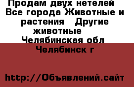 Продам двух нетелей - Все города Животные и растения » Другие животные   . Челябинская обл.,Челябинск г.